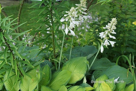 Hosta plant with flowers