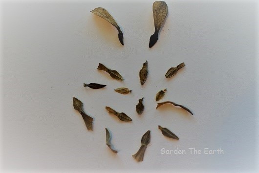 Harvesting zinnia seeds - Garden The Earth