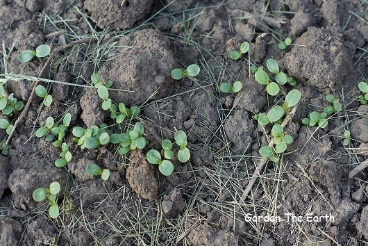 planting zinnia seeds indoors