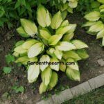 sun lightened hosta