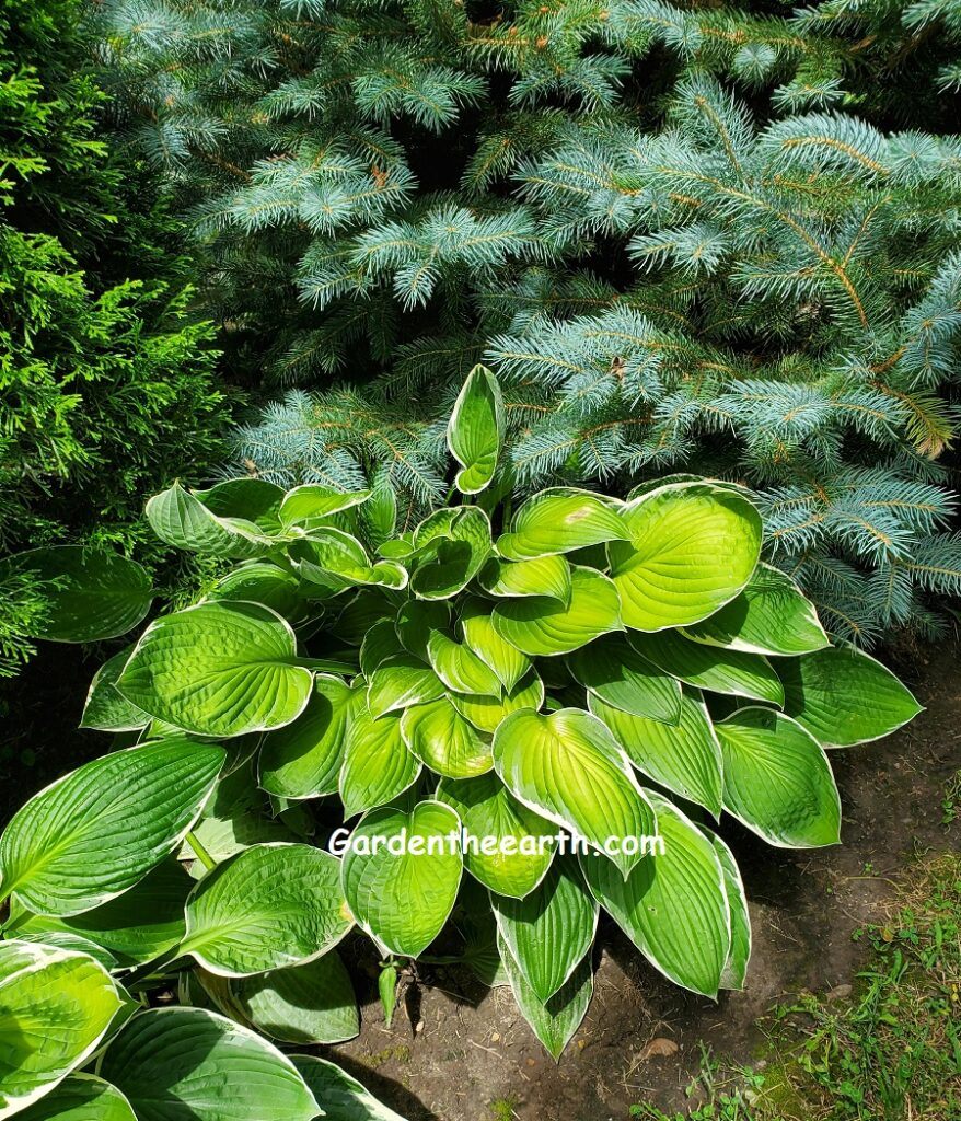 Yellow highlights on hosta contrast with blue pine