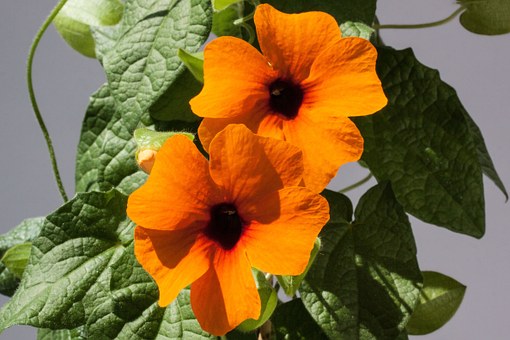 Black Eyed Susan vine