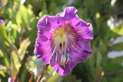 Cup-and-Saucer vine
