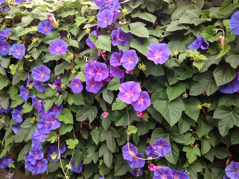 Morning Glory