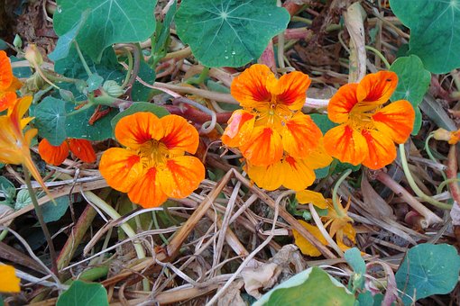 Nasturtium vine
