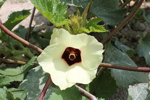 Okra flower