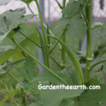Okra plant and pods