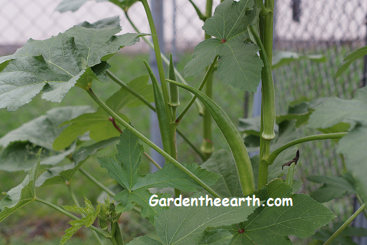 Okra Plant Grow Harvest Okra - Garden The Earth