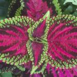 colorful coleus