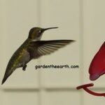 hummingbird at feeder