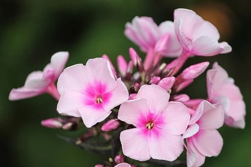 phlox for hummingbirds