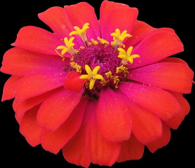 zinnia hummingbird