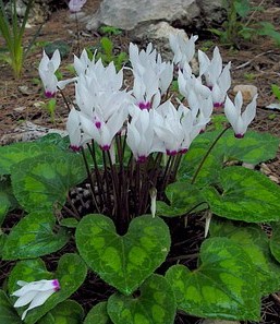 cyclamen for the rock garden