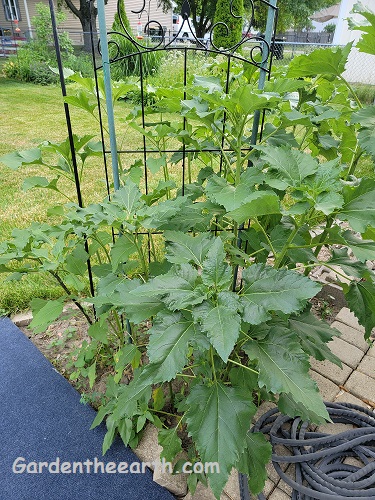 sunflowers in small area