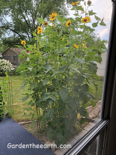 sunflowers for privacy