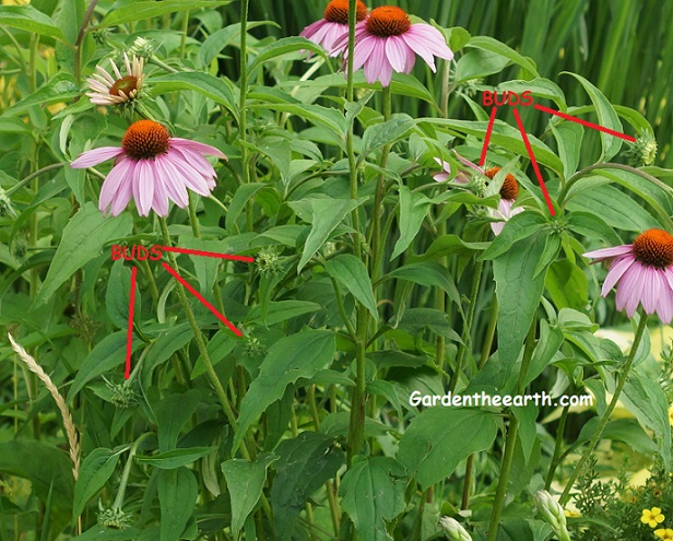 Coneflower buds