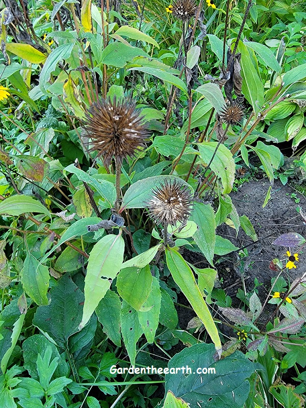 Coneflower plant with seed pod