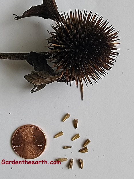 What coneflower seeds look like