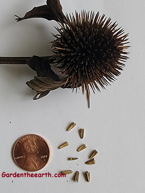 Harvesting Coneflower (Echinacea) Seeds - Garden The Earth