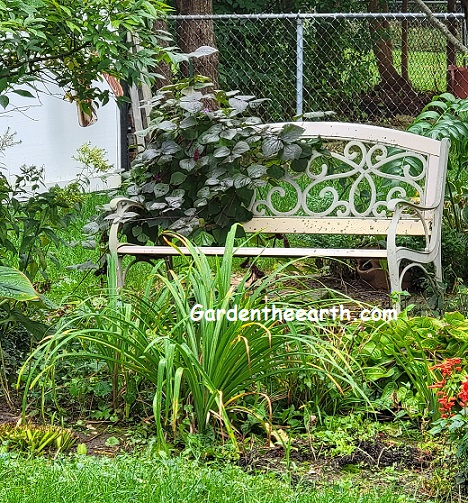 bench with vine