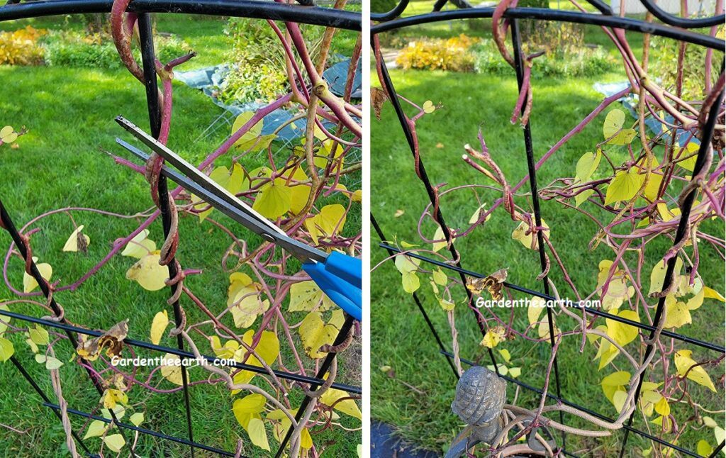 cut vine from support