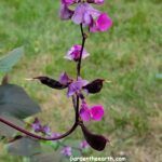 Hyacinth Bean Vine