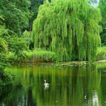 weeping willow tree