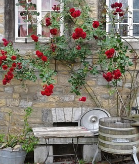 Climbing plants block view