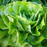 lettuce in summer