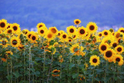 sunflowers block view