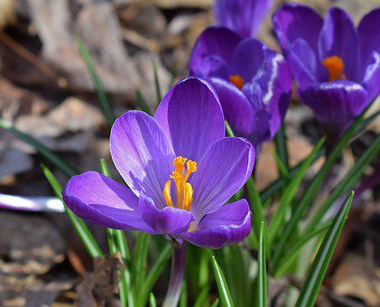 crocus