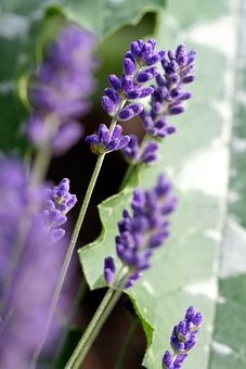 plump lavender buds