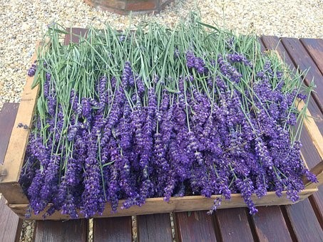 tray for gathering lavender cutting