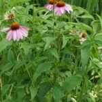 Coneflower colors