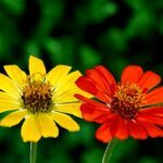 Zinnia Flowers