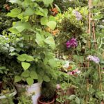 vertical gardening in containers