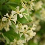 Star Jasmine Vine