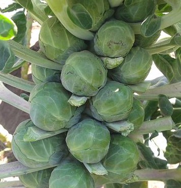 Brussels Sprouts