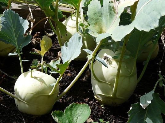 Kohlrabi