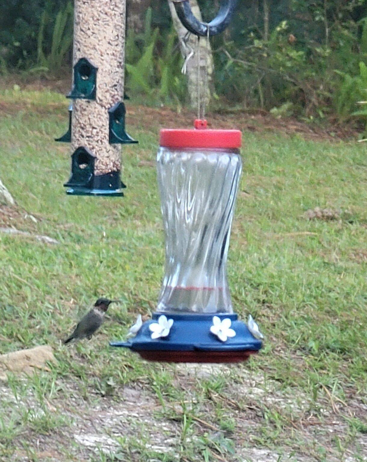 How To Attract Hummingbirds Garden The Earth