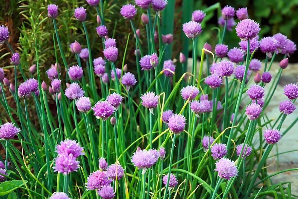Chives herb