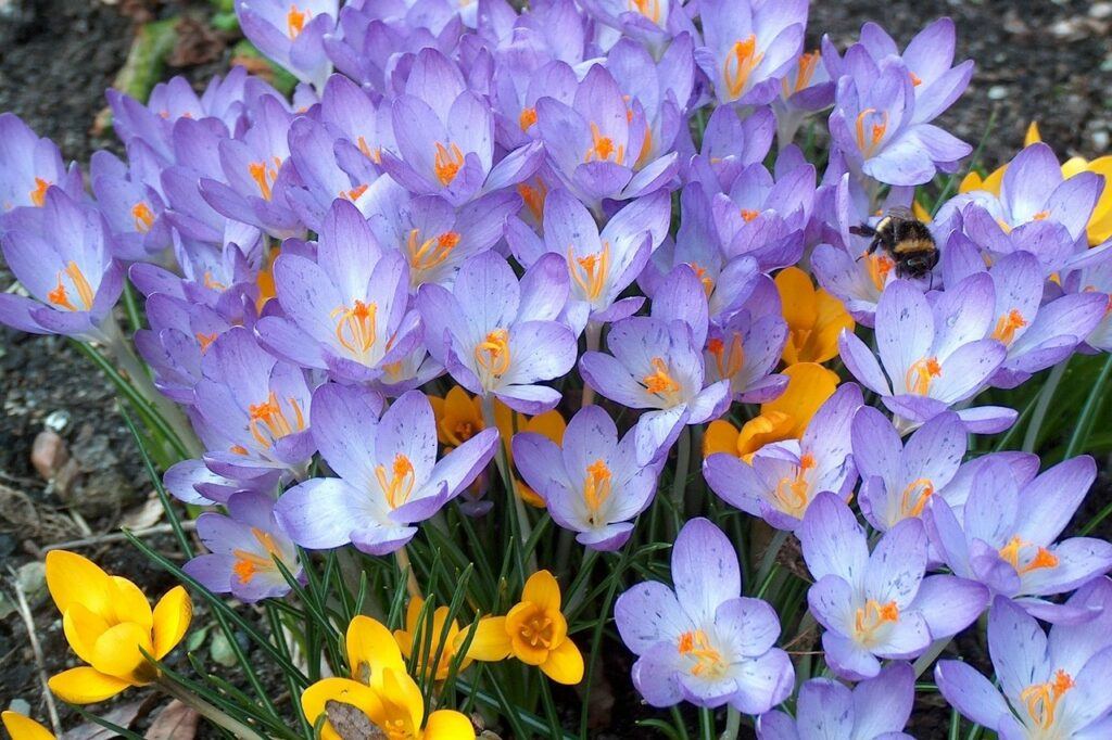 Purple, yellow and orange Crocus growing in early Spring