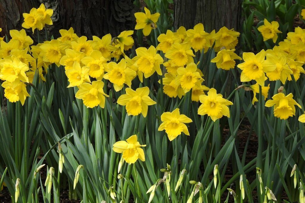 grouping of blooming daffodils and leaves