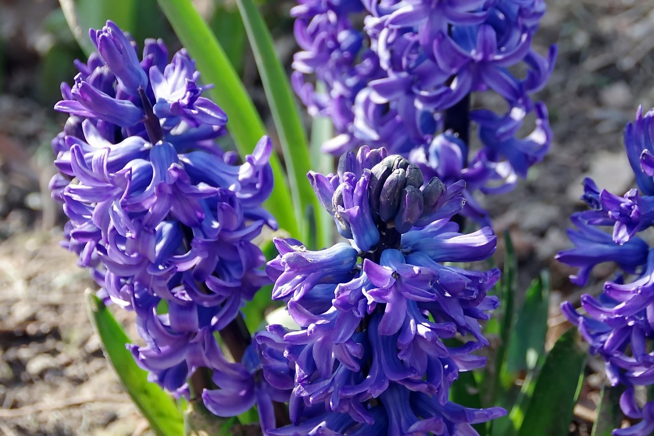 Purple hyacinth. Лилейные гиацинт. Гиацинт и Лилия. Лилии и гиацинты. Гиацинт душистый.