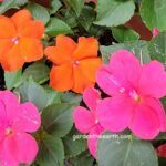 Orange and Pink Impatiens