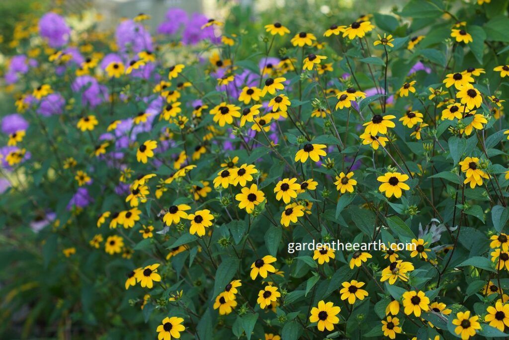 Rudbeckia Triloba - Brown Eyed Susan