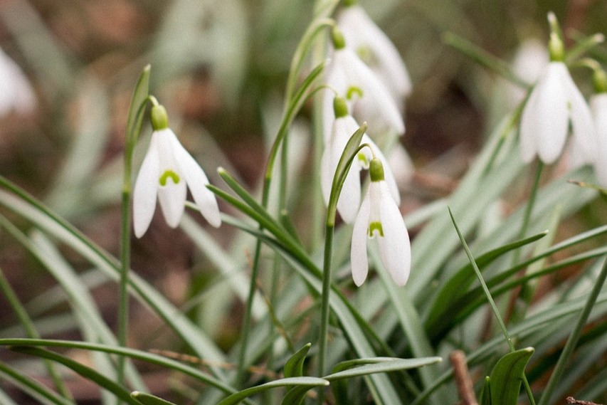 detail of Snowdrops (Galanthus) flower on stalk and leaves