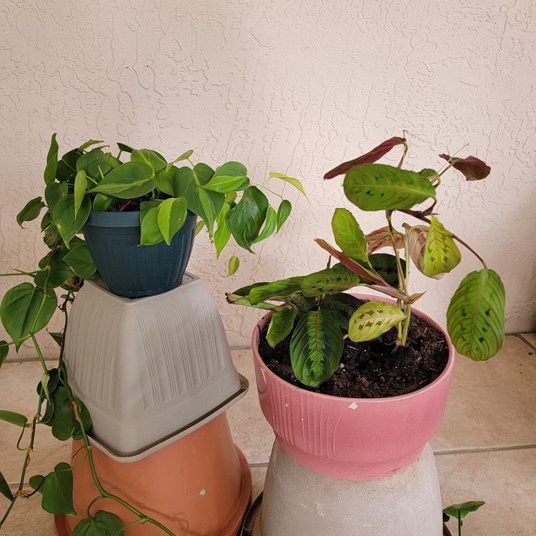 Philodendron and Prayer Plant