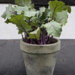 cabbage plant in pot