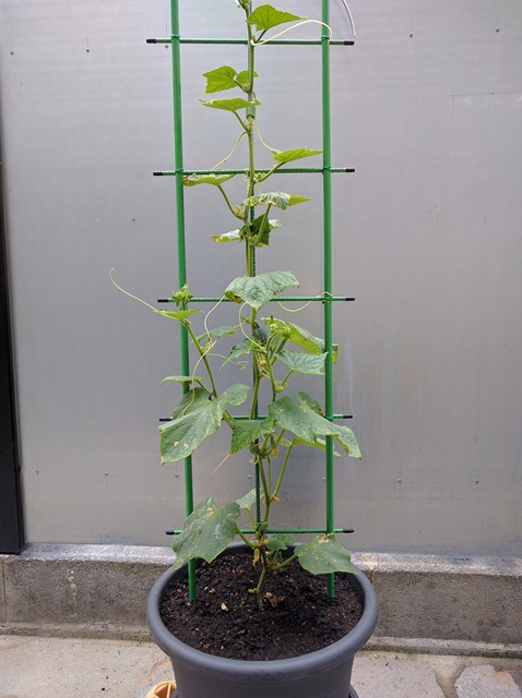 vine growing in a container supported by trellis